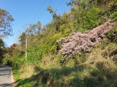 Congea tomentosa