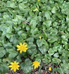 Ficaria verna