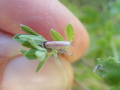 Indigofera poliotes