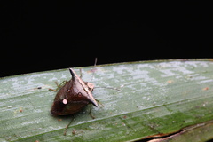 Anaca fasciata