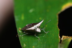 Anaca fasciata