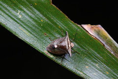 Anaca fasciata