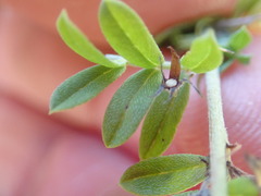 Indigofera poliotes