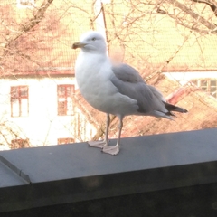 Larus argentatus