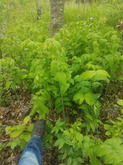 Polygonatum biflorum commutatum