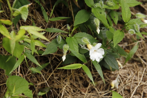 Thunbergia usambarica image