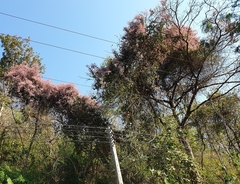 Congea tomentosa