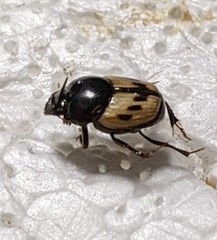 Onthophagus nitidulus