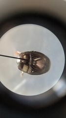 Hypocacculus