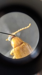 Mycetocharina