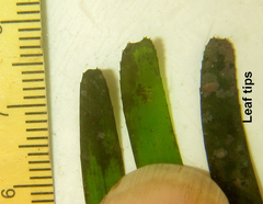 Thalassodendron leptocaule