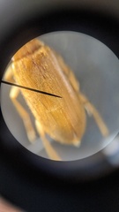 Mycetocharina