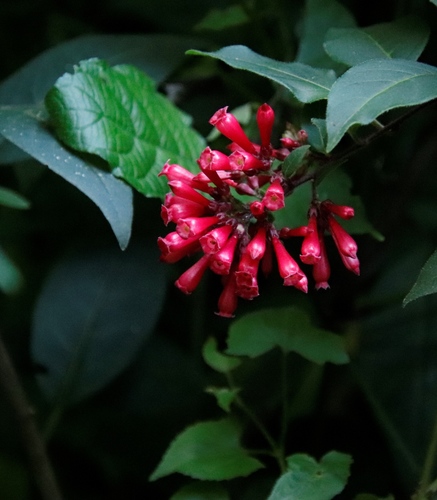 Cestrum elegans image