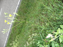 Crepis pulchra