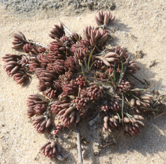 Petrosedum subulatum