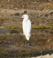 Egretta garzetta nigripes
