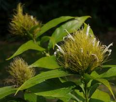 Schaueria calytricha