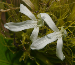 Schaueria calytricha