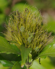 Schaueria calytricha