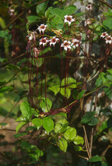 Strophanthus preussii