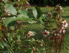 Strophanthus preussii