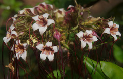 Strophanthus preussii