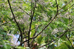 Graphium doson postianus