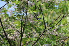 Graphium doson postianus