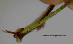 Thalassodendron leptocaule