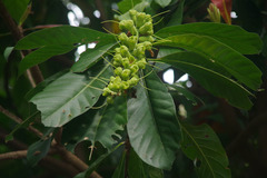 Barringtonia neocaledonica