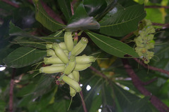 Barringtonia neocaledonica