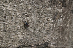 Hydrotaea chalcogaster