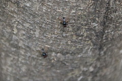 Hydrotaea chalcogaster