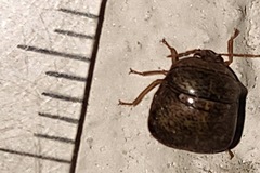 Megacopta punctatissima