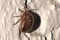 Megacopta punctatissima