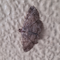 Lepidoptera