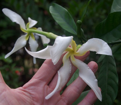 Tabernaemontana pachysiphon