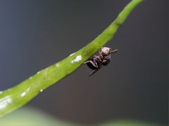 Stigmeurytoma eucalypti