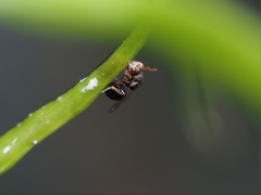 Stigmeurytoma eucalypti
