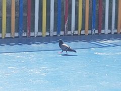 Columba livia domestica