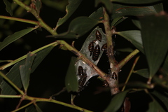 Jalmenus evagoras