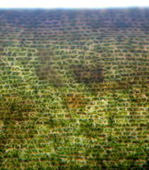 Thalassodendron leptocaule