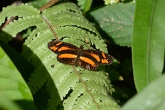 Castilia