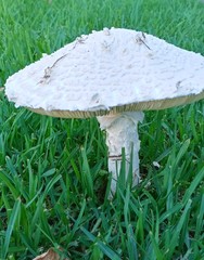 Agaricales