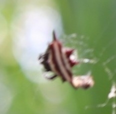 Gasteracantha doriae