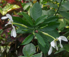 Tabernaemontana pachysiphon