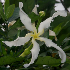 Tabernaemontana pachysiphon