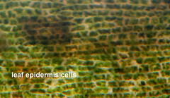 Thalassodendron leptocaule