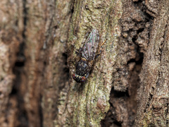 Cairnsimyia