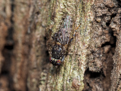 Cairnsimyia